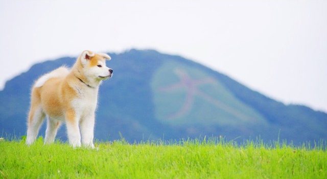 image 秋田県大館市「田園地帯が広がるハチ公のふるさとでワーホリ体験はいかが？」 640x350 - 防災で「関係人口」拡大＝地方創生へ